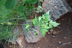 Bidens bipinnata